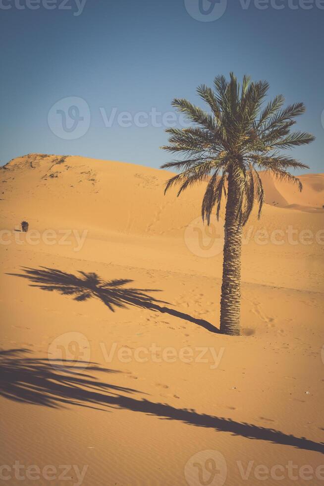 Palm trees and sand dunes in the Sahara Desert, Merzouga, Morocco photo