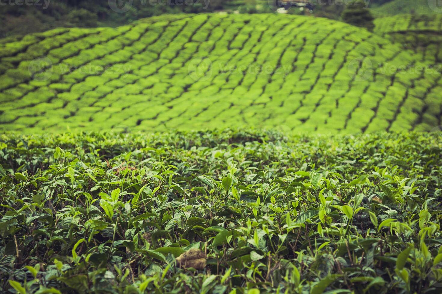 paisaje ver de té plantación en Cameron tierras altas foto