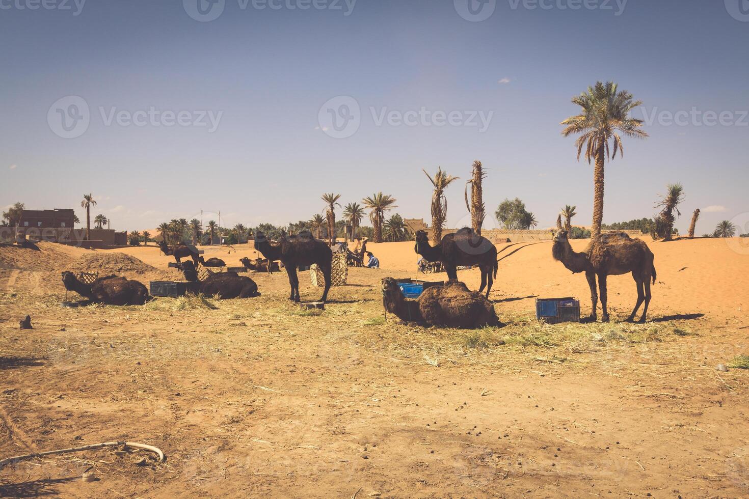 Dunes Erg Chebbi near Merzouga, Morocco -Camels used for tours into the erg photo