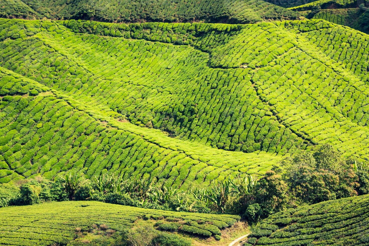 Tea Plantation at the Cameron Highlands, Malaysia, Asia photo