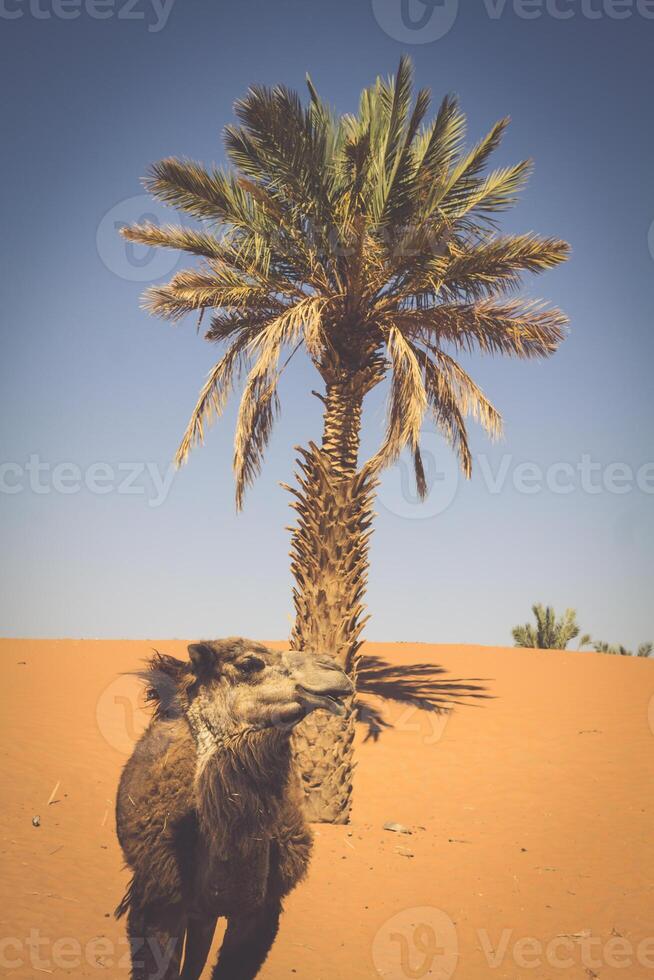 Dunes Erg Chebbi near Merzouga, Morocco -Camels used for tours into the erg photo