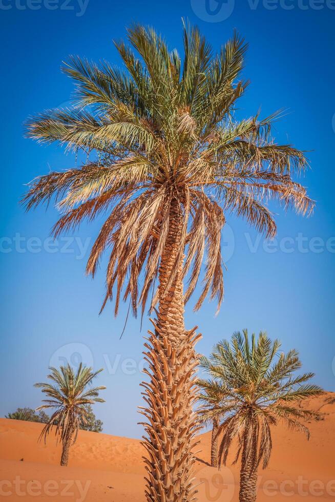 Palm tree in Erg Chebbi, at the western edge of the Sahara Desert photo