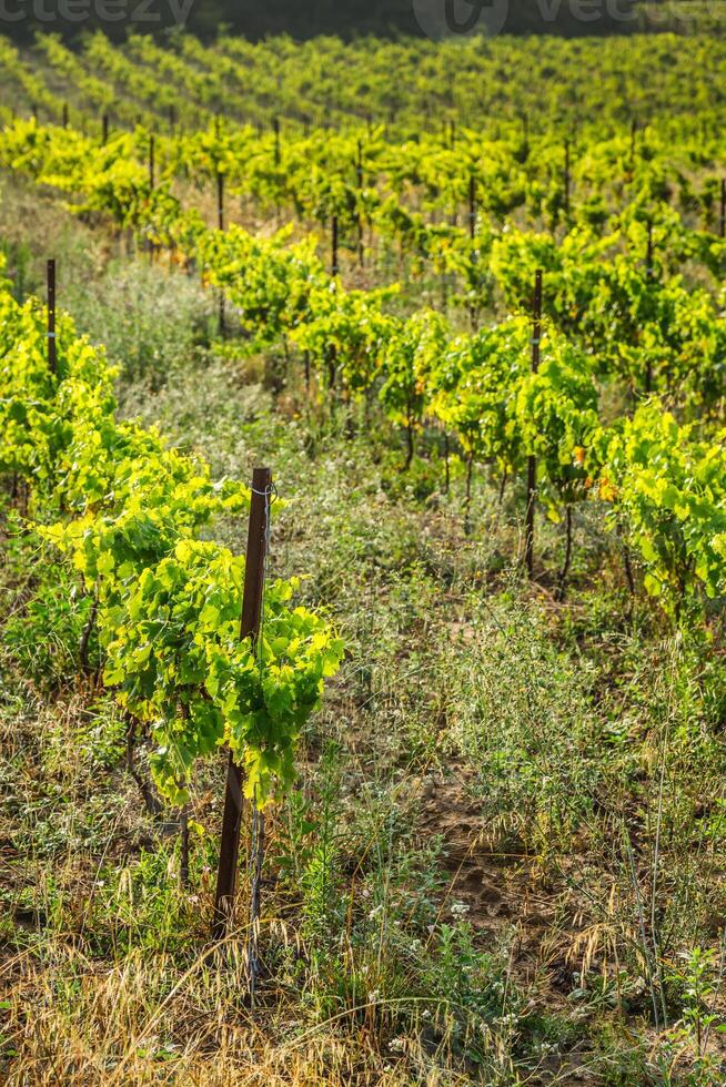 el viñedos a lo largo el famoso vino ruta en alsacia, Francia foto