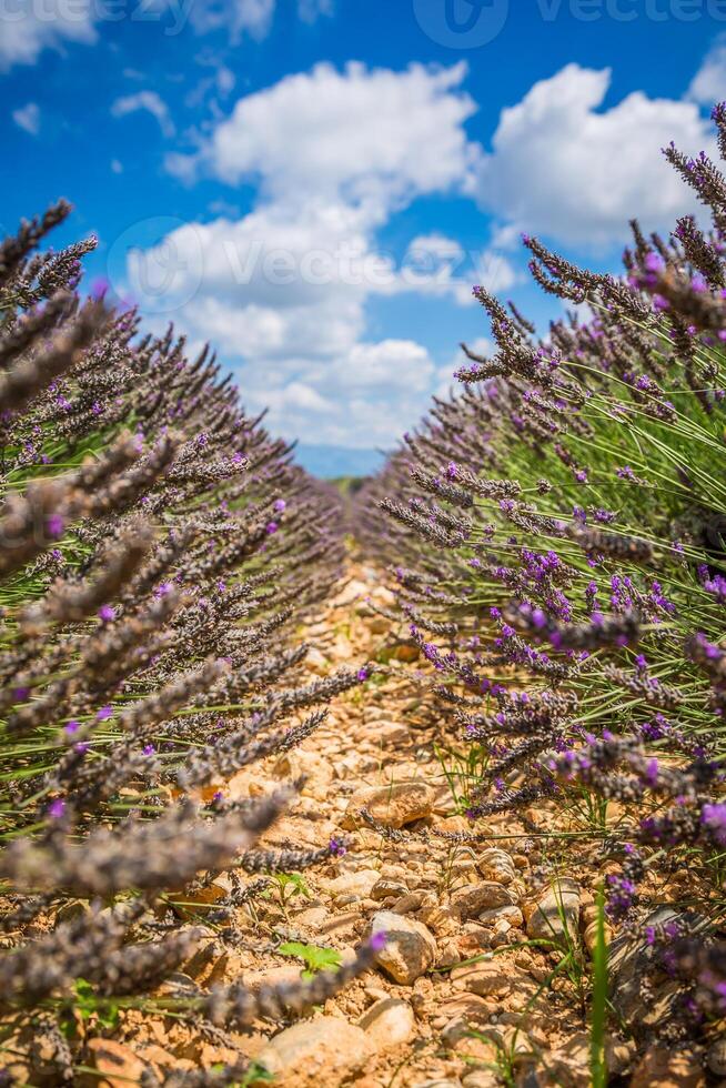 Lavender field in the region of Provence, southern France photo