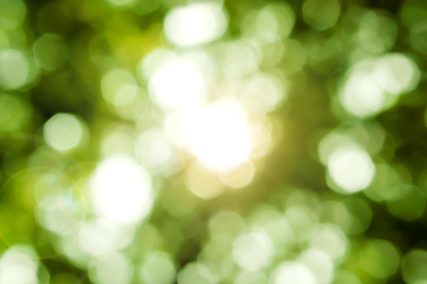 Closeup look up view blurred and bokeh of green leaves on tree with sun light. photo