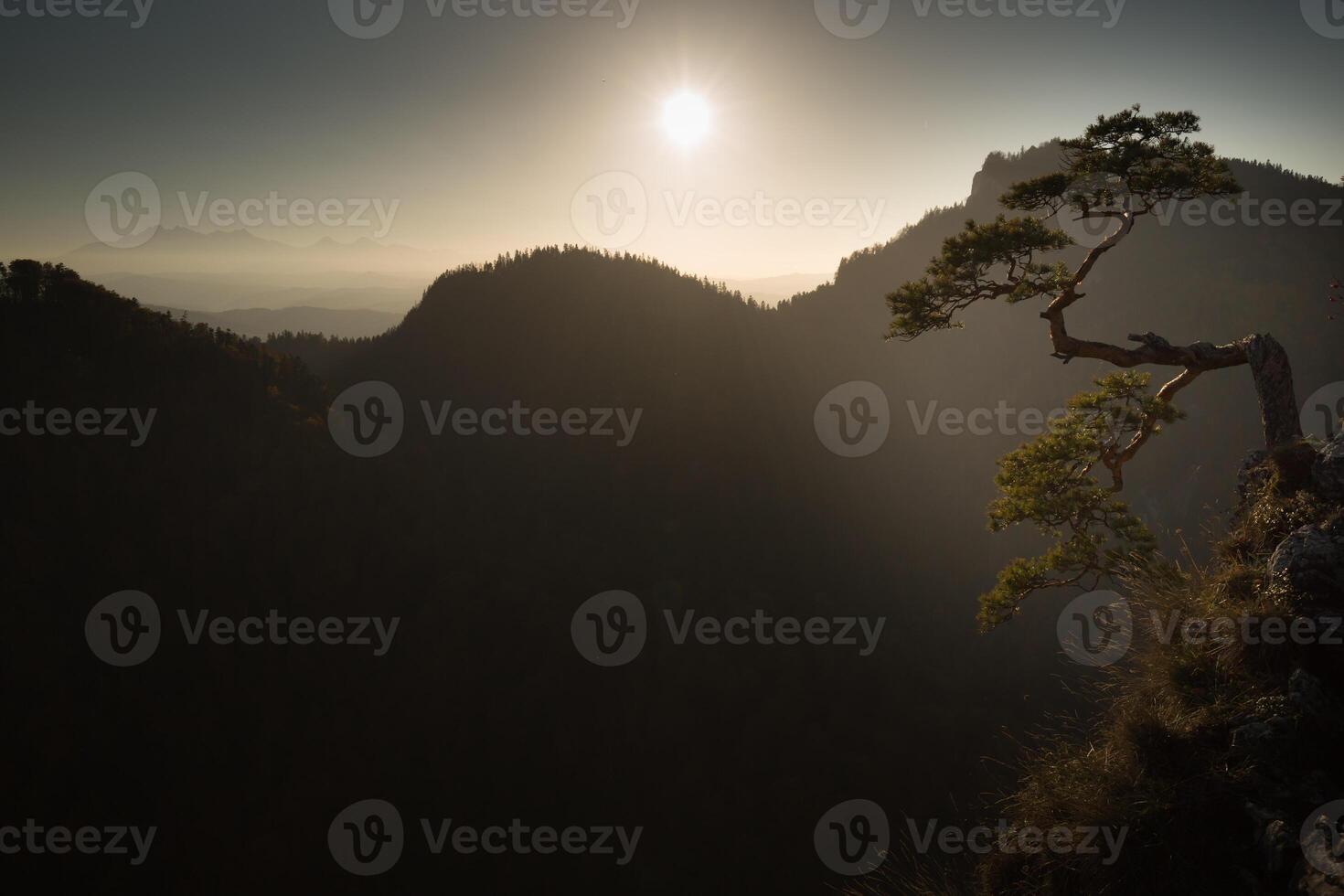 sokolica, más famoso árbol en pieniny montañas, Polonia foto