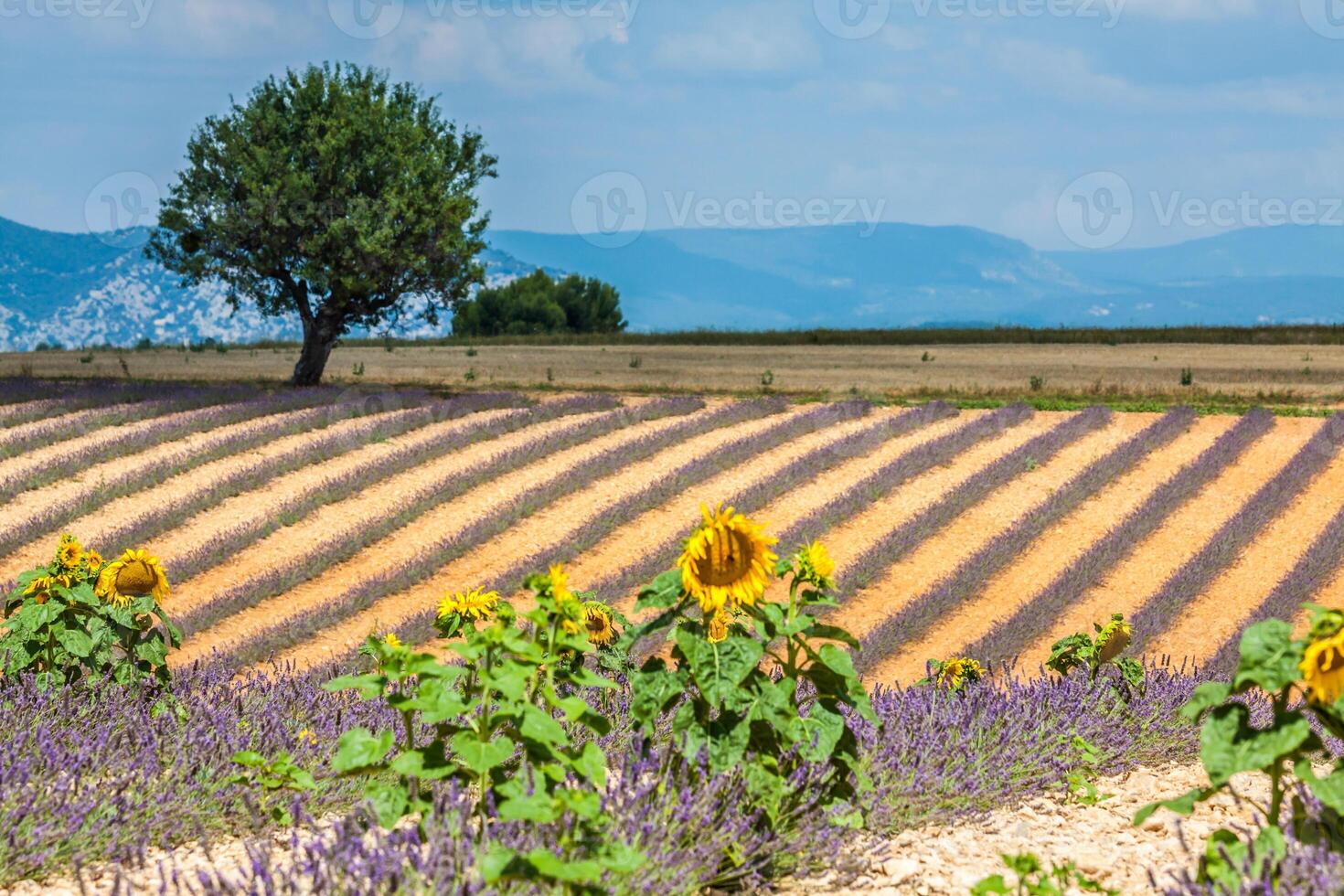 Lavender field. The plateau of Valensole in Provence photo