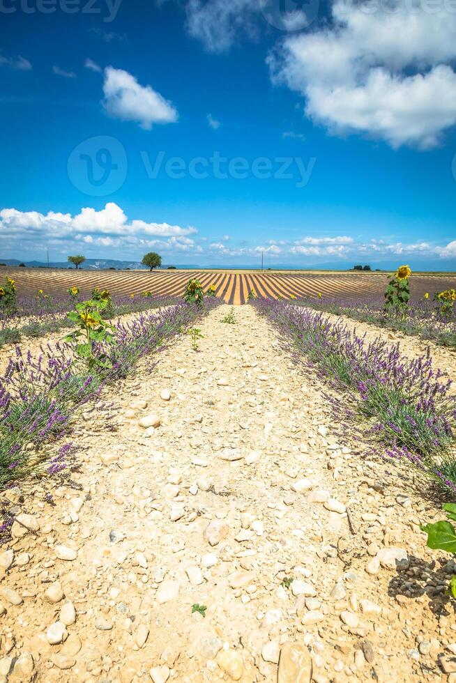 Lavender flower blooming scented fields in endless rows. Valensole plateau, provence, france, europe. photo