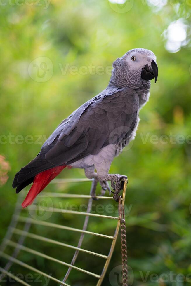 handsome and the smartest African gray parrot Jaco photo