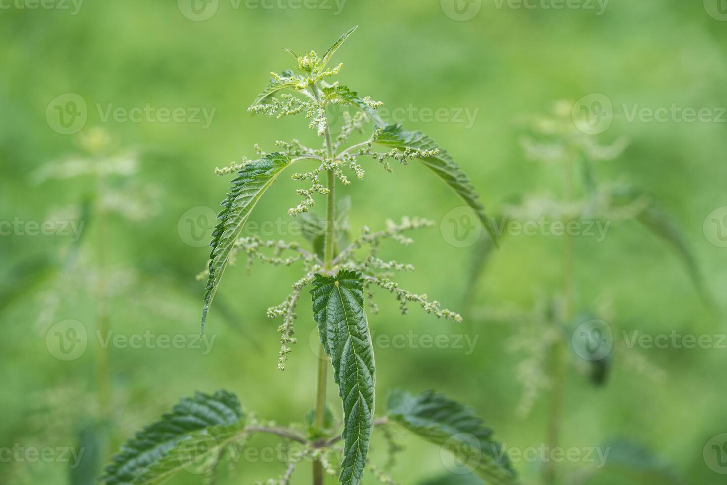 beautiful green nettle plant in sunlight outdoors photo