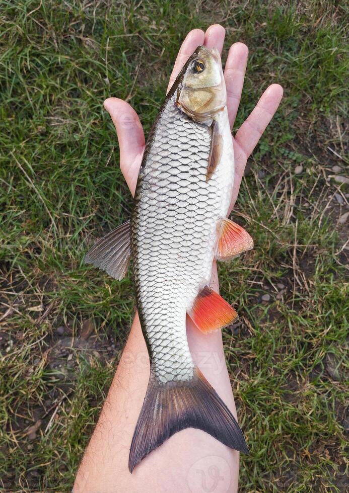 fisherman caught river fish holding in his hand photo