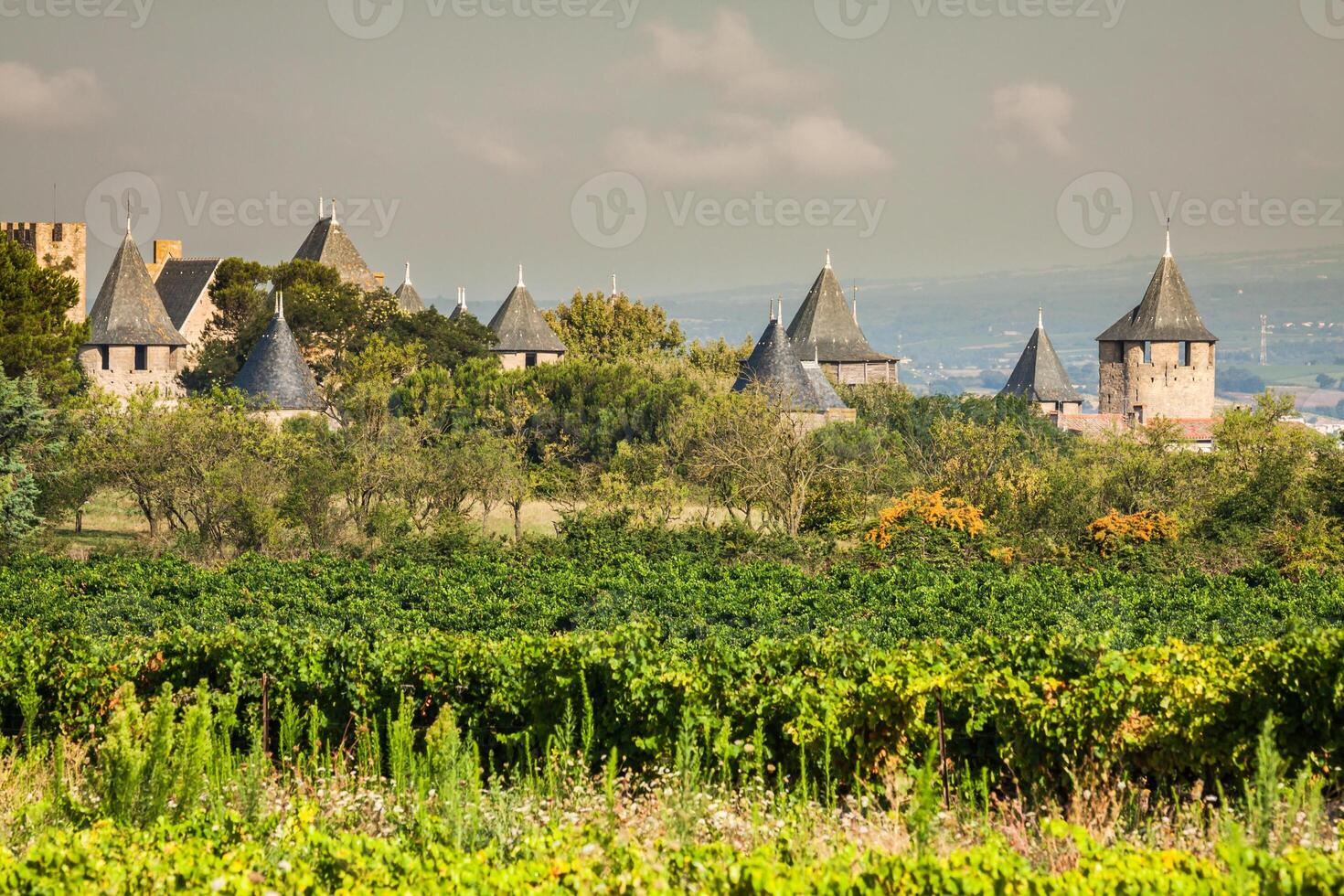 viñedos creciente fuera de el medieval fortaleza de Carcasona en Francia foto