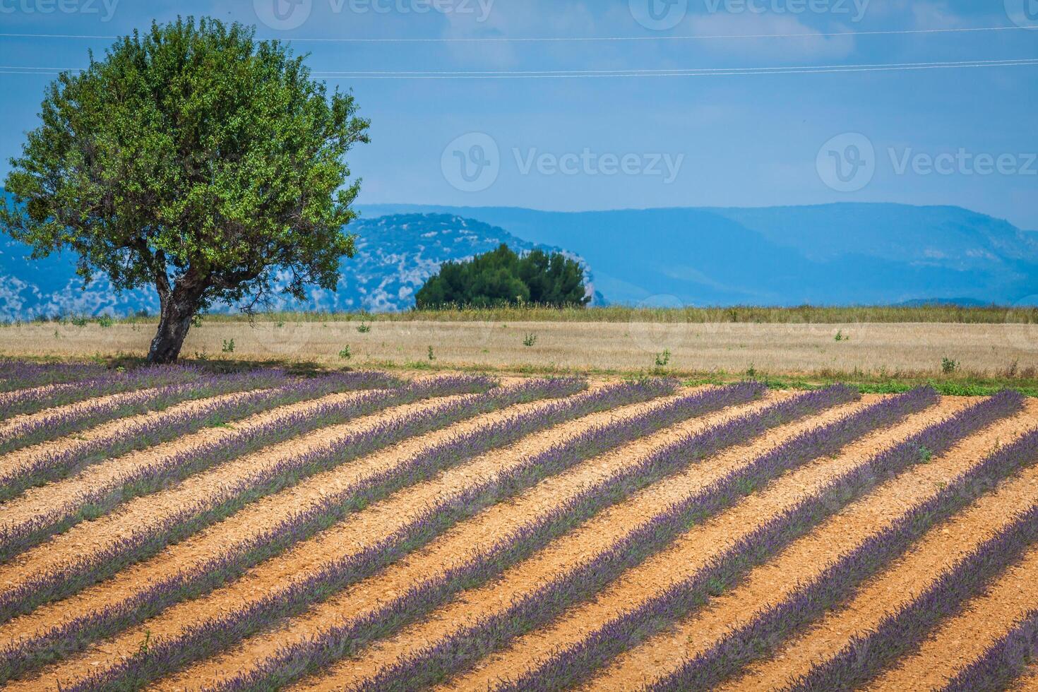 Lavender flower blooming scented fields in endless rows. Valensole plateau, provence, france, europe. photo