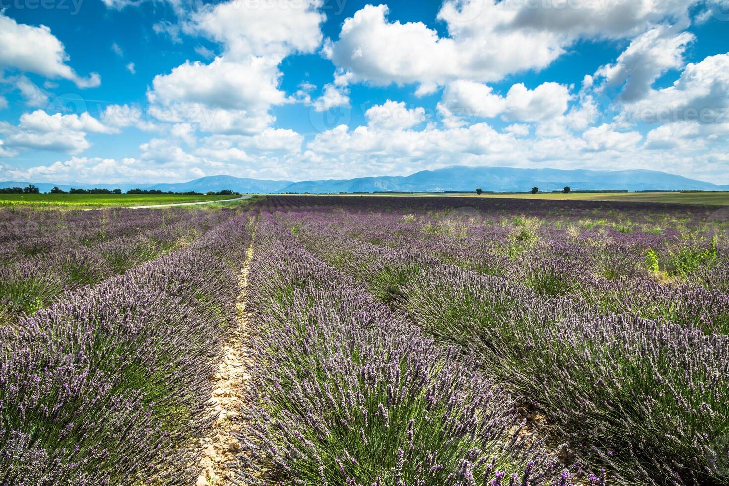 Lavender field in the region of Provence, southern France photo