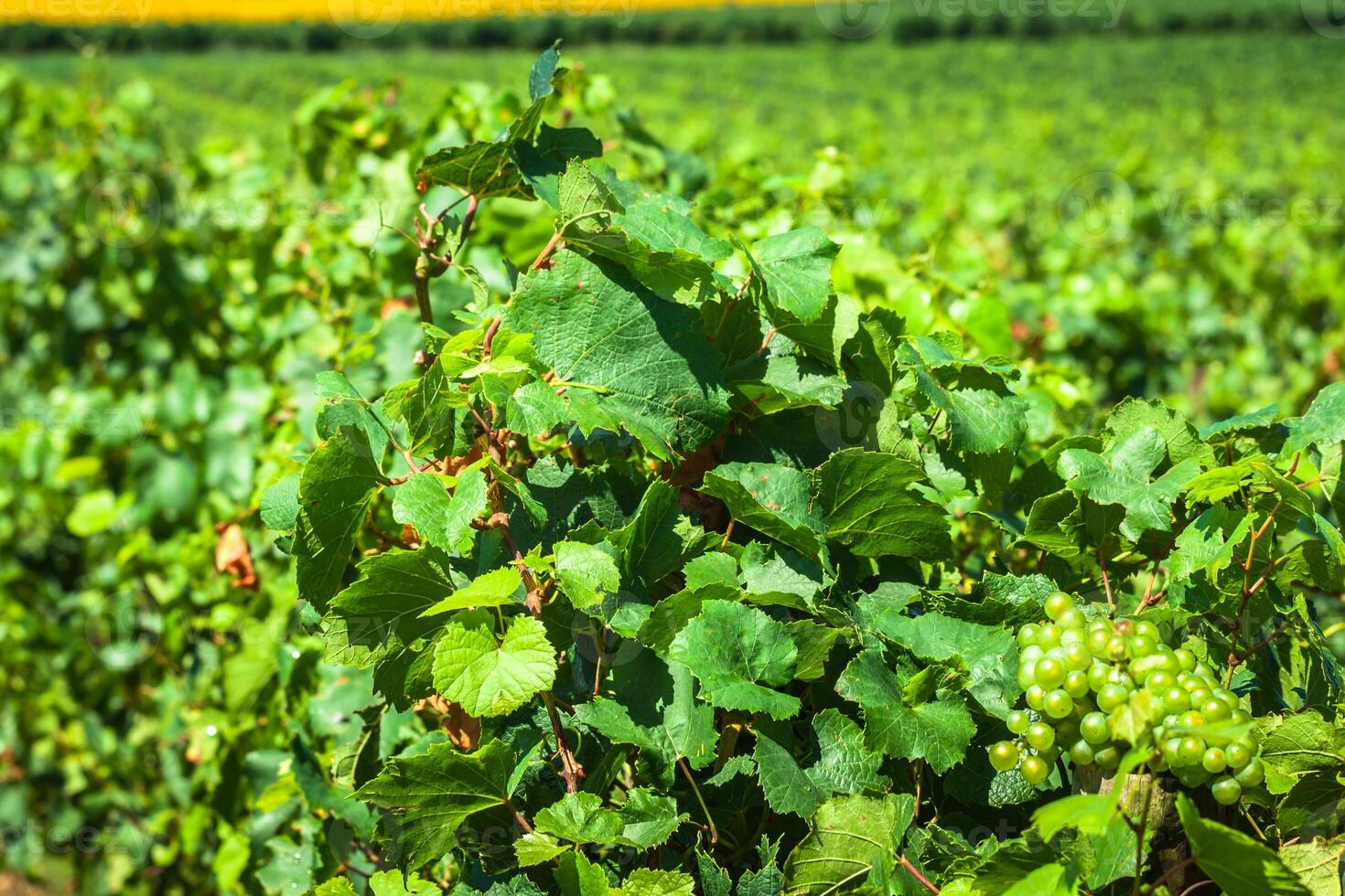 el viñedos a lo largo el famoso vino ruta en alsacia, Francia foto