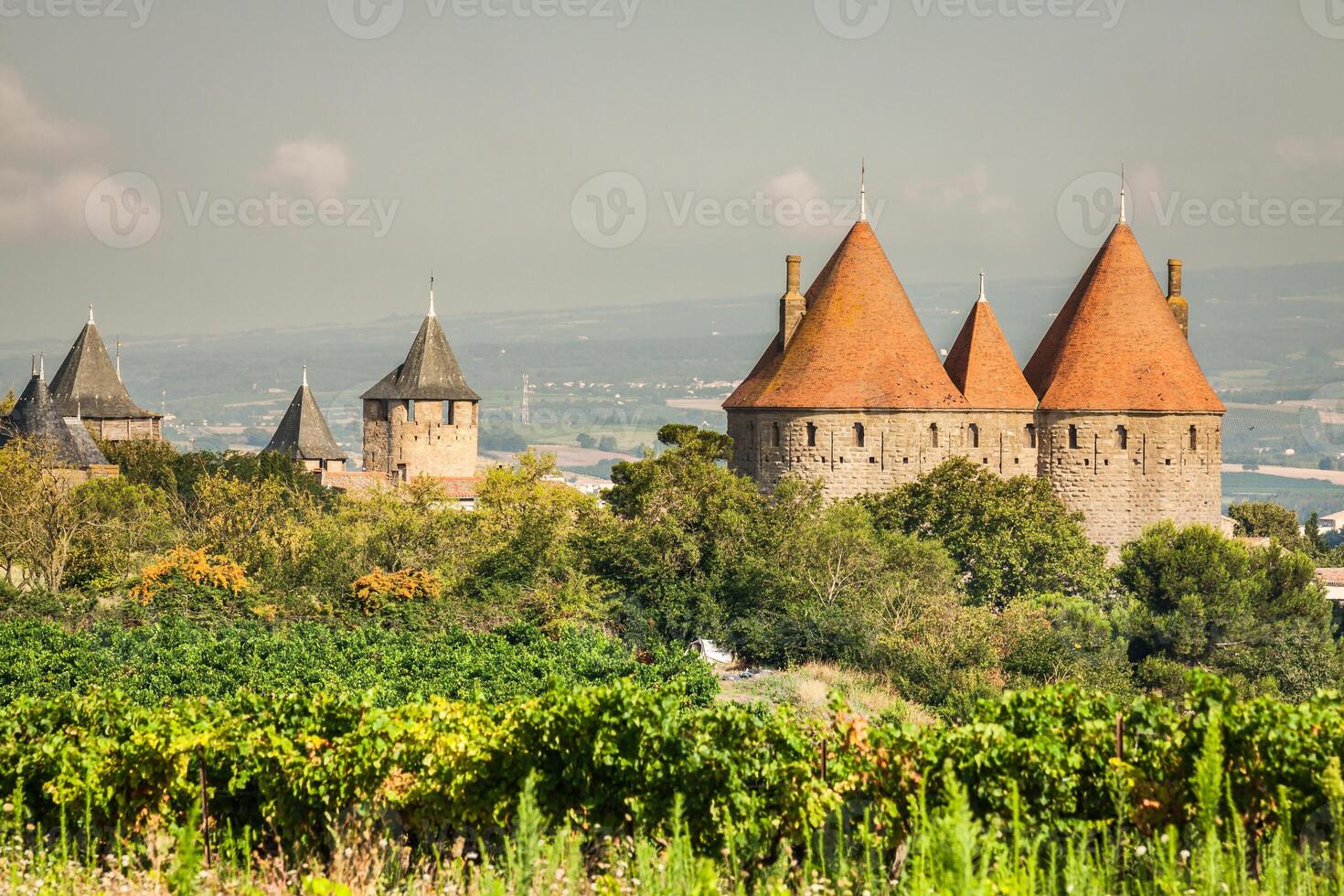 viñedos creciente fuera de el medieval fortaleza de Carcasona en Francia foto