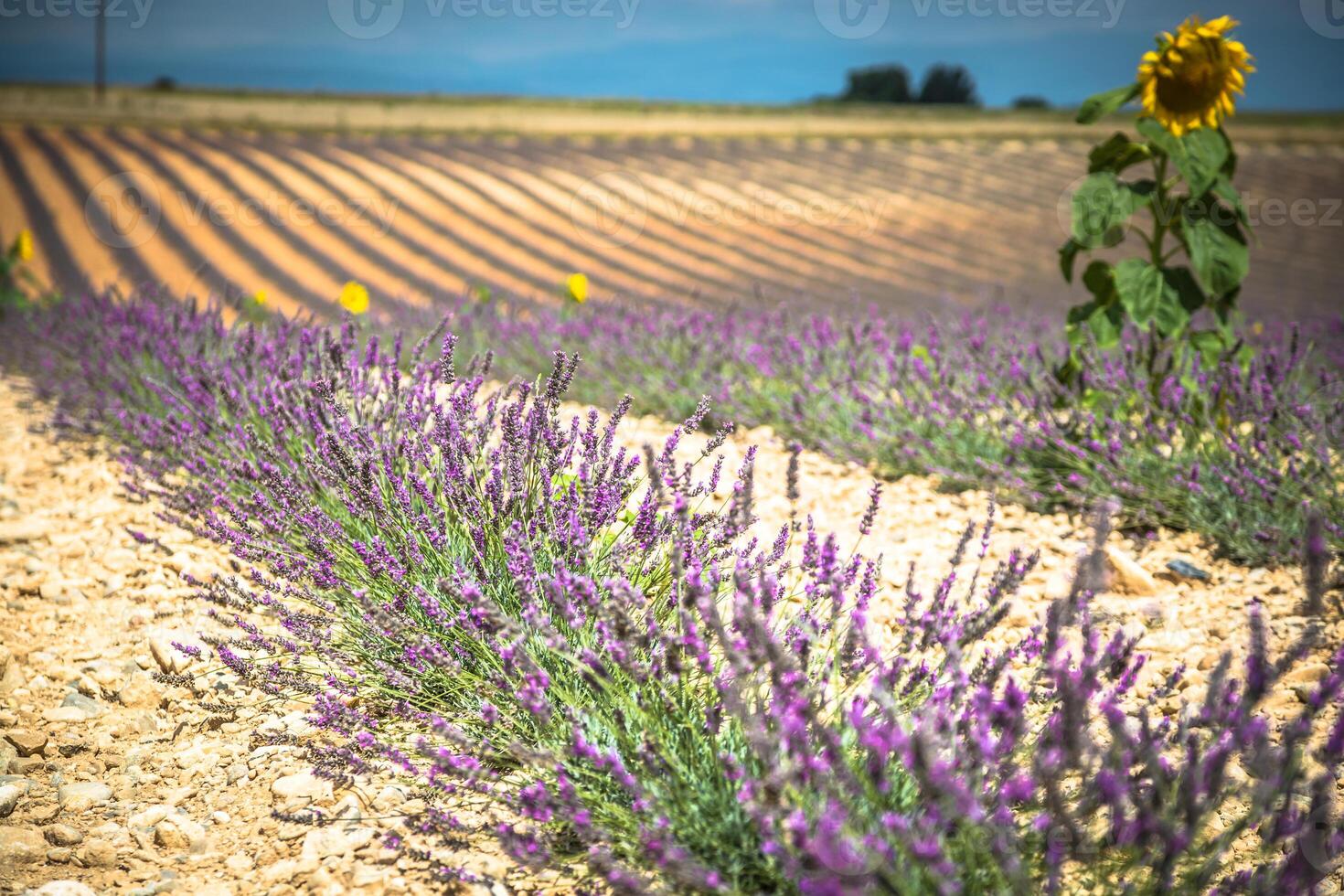 Lavender fields near Valensole in Provence, France. Rows of purple flowers. Famous, popular destination and place for tourists for making vacations in summer photo