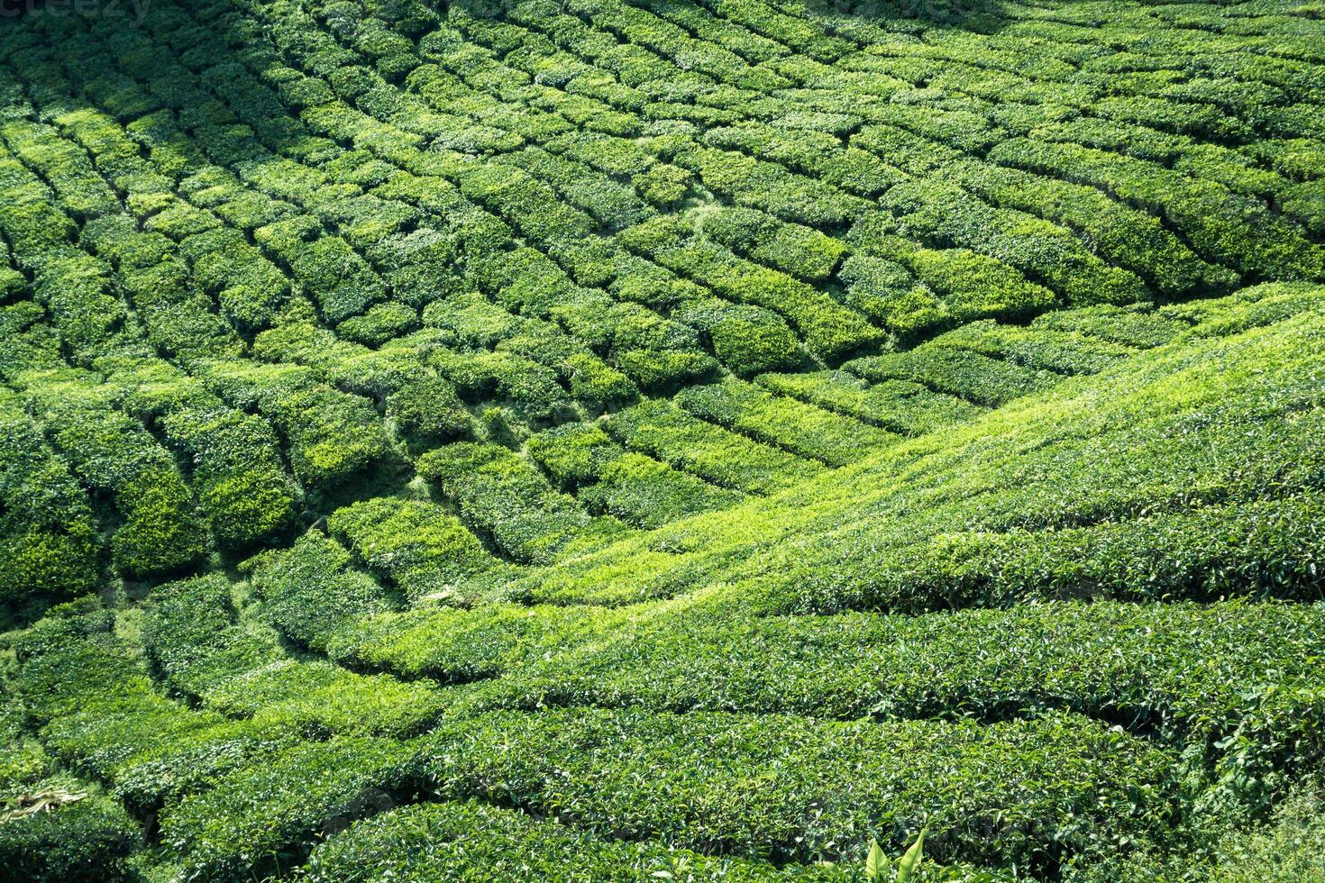 Tea plantation Cameron highlands, Malaysia photo