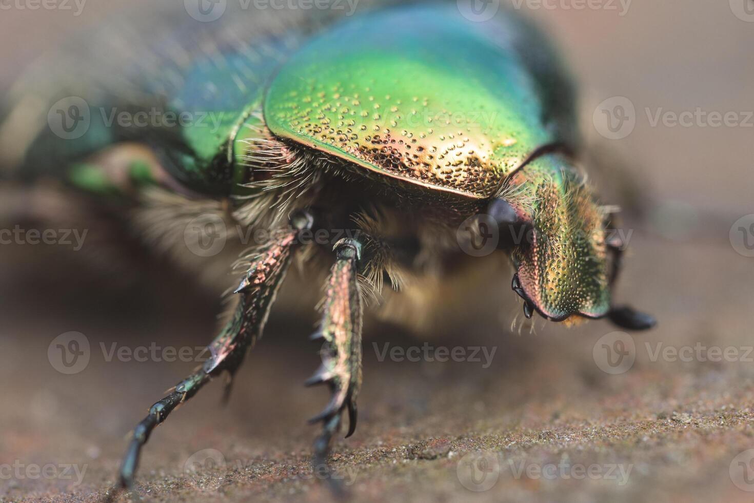 close-up of a big beautiful green beetle Bronzovka photo