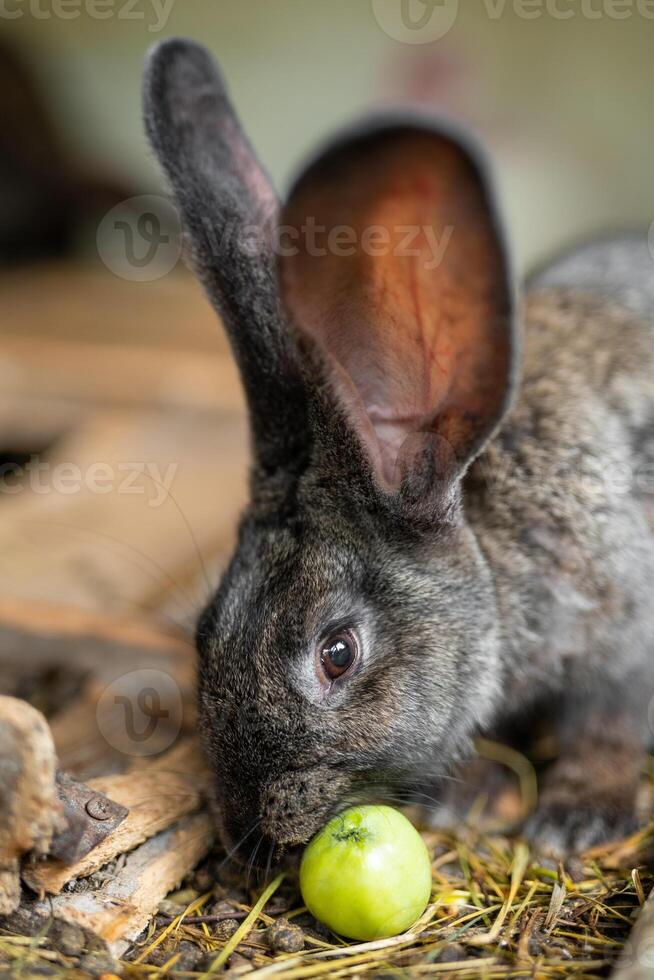 a beautiful grey domestic rabbit is grazing and walking in the enclosure outdoors photo