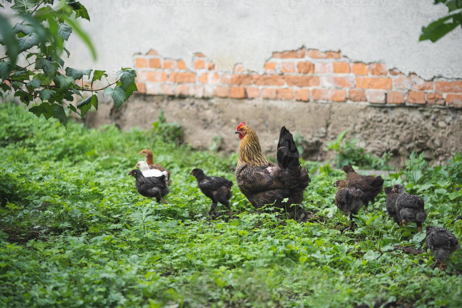 hermosa pollos y gallos al aire libre en el yarda madre con pollos foto