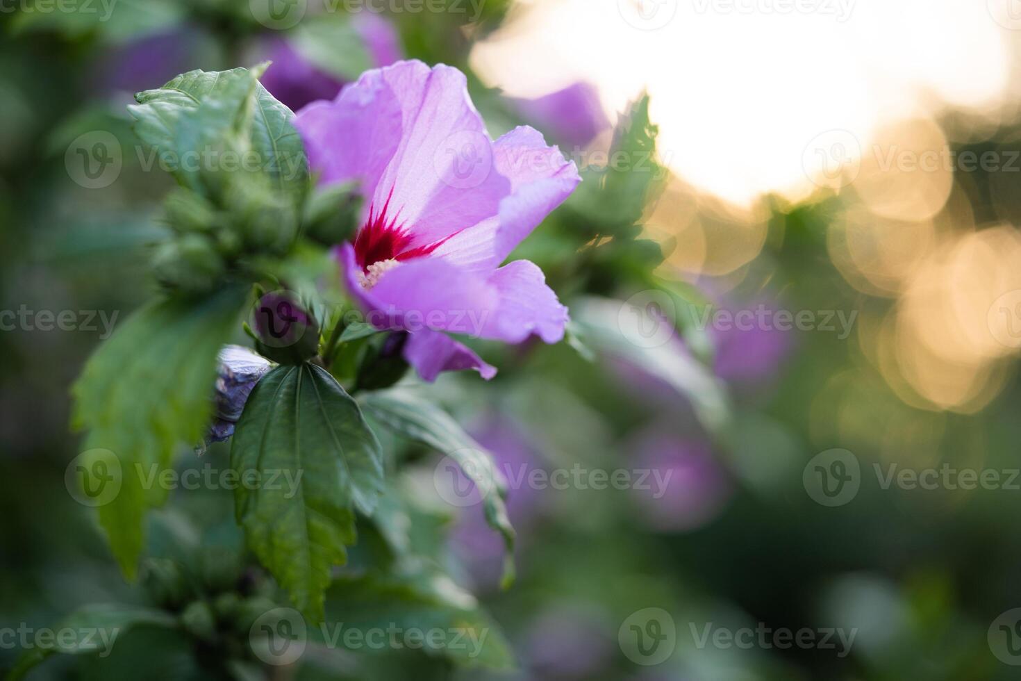 beautiful purple hibiscus flowers on a bush photo