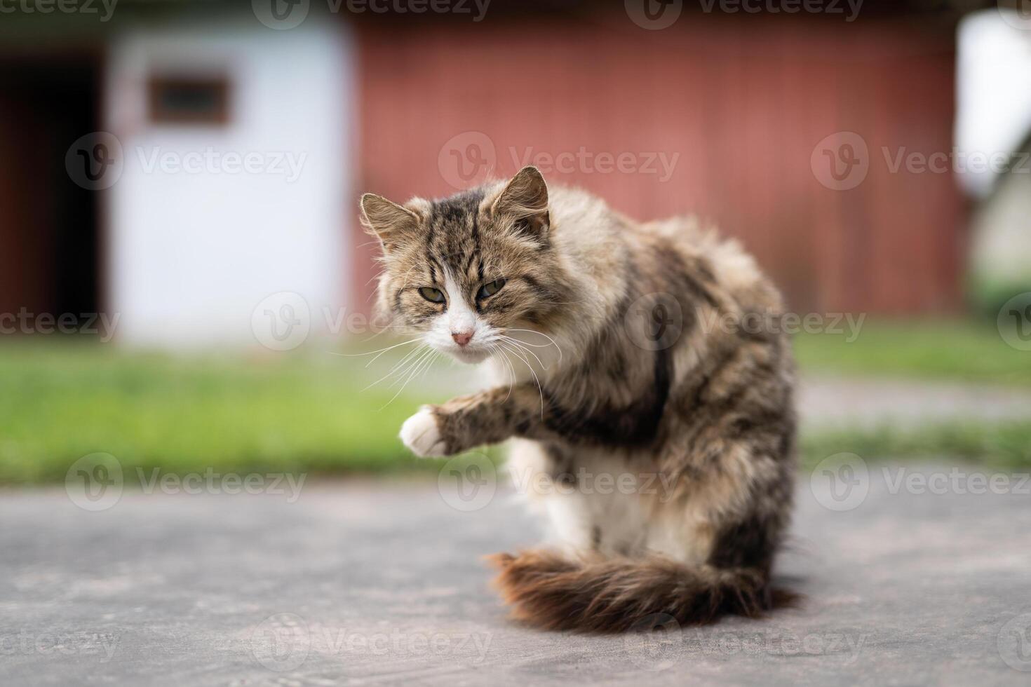 a beautiful fluffy cat washes itself in the yard photo