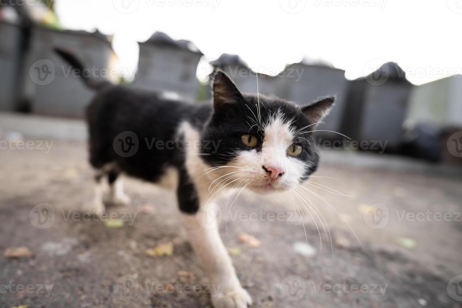 Vagabundo sucio hambriento gato mirando para comida cerca basura latas foto