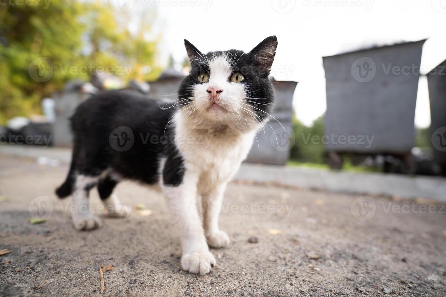 homeless dirty hungry cat looking for food near garbage cans photo