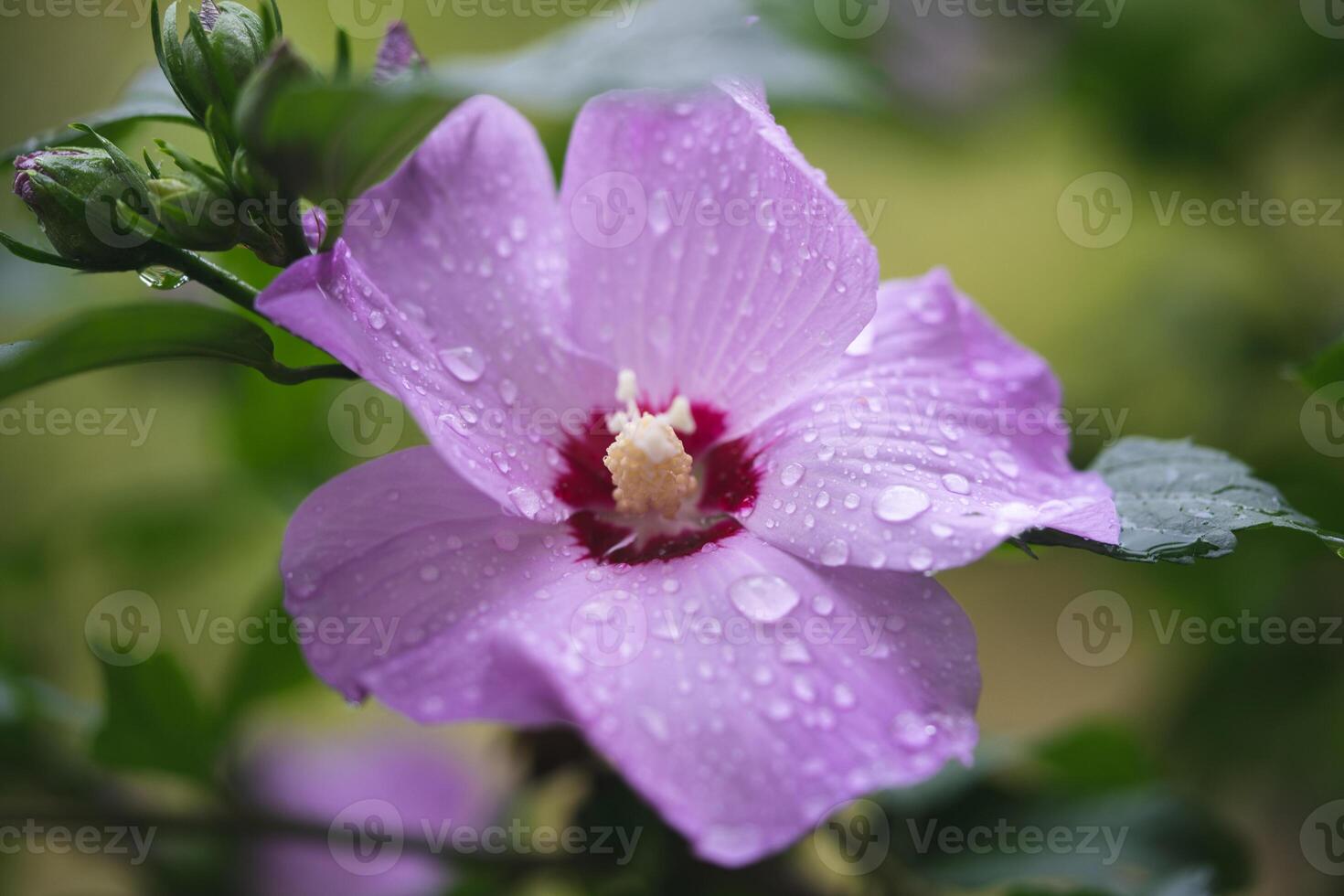 hermosa púrpura hibisco flores en un arbusto foto