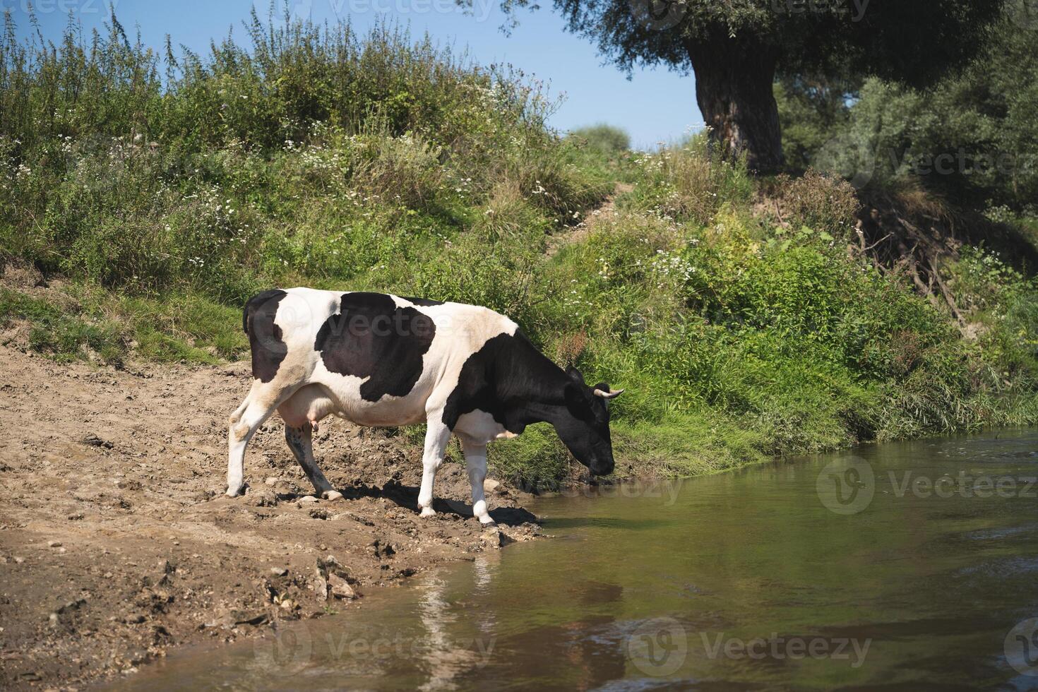 cows bathe in the river near the village in hot summer photo