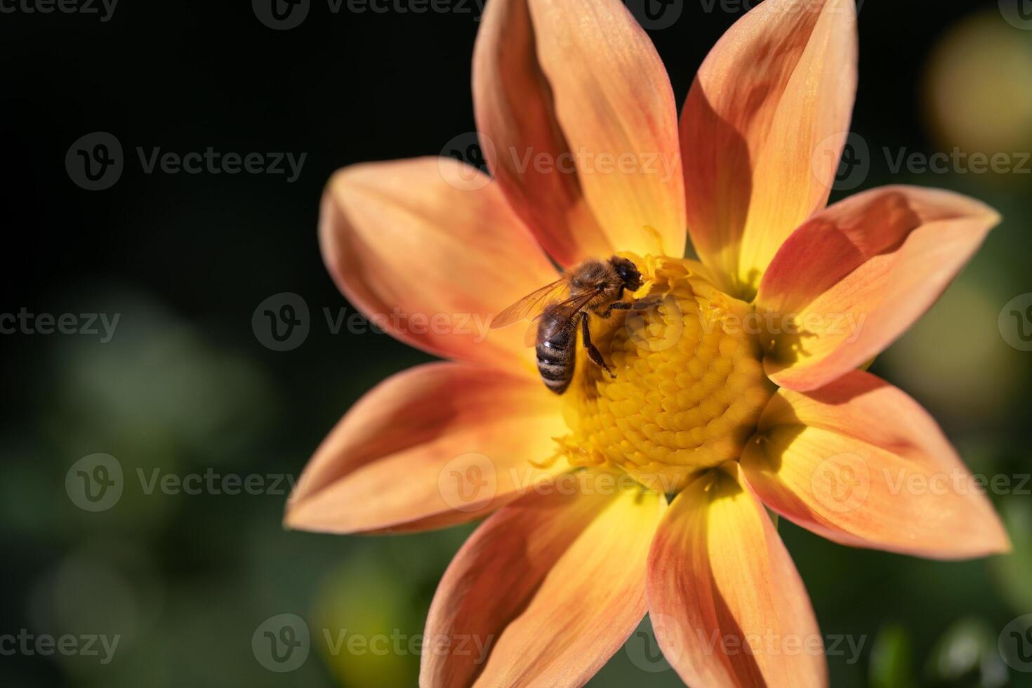 close-up of a bee pollinating a flower and making honey. photo