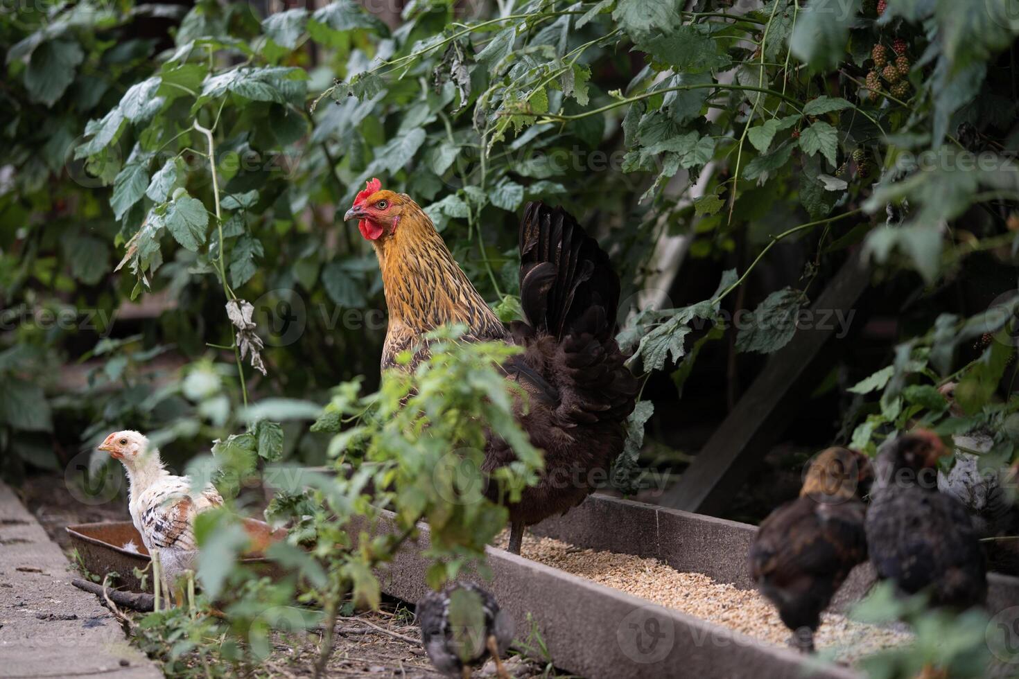 un hermosa adulto gallina camina con su polluelos foto