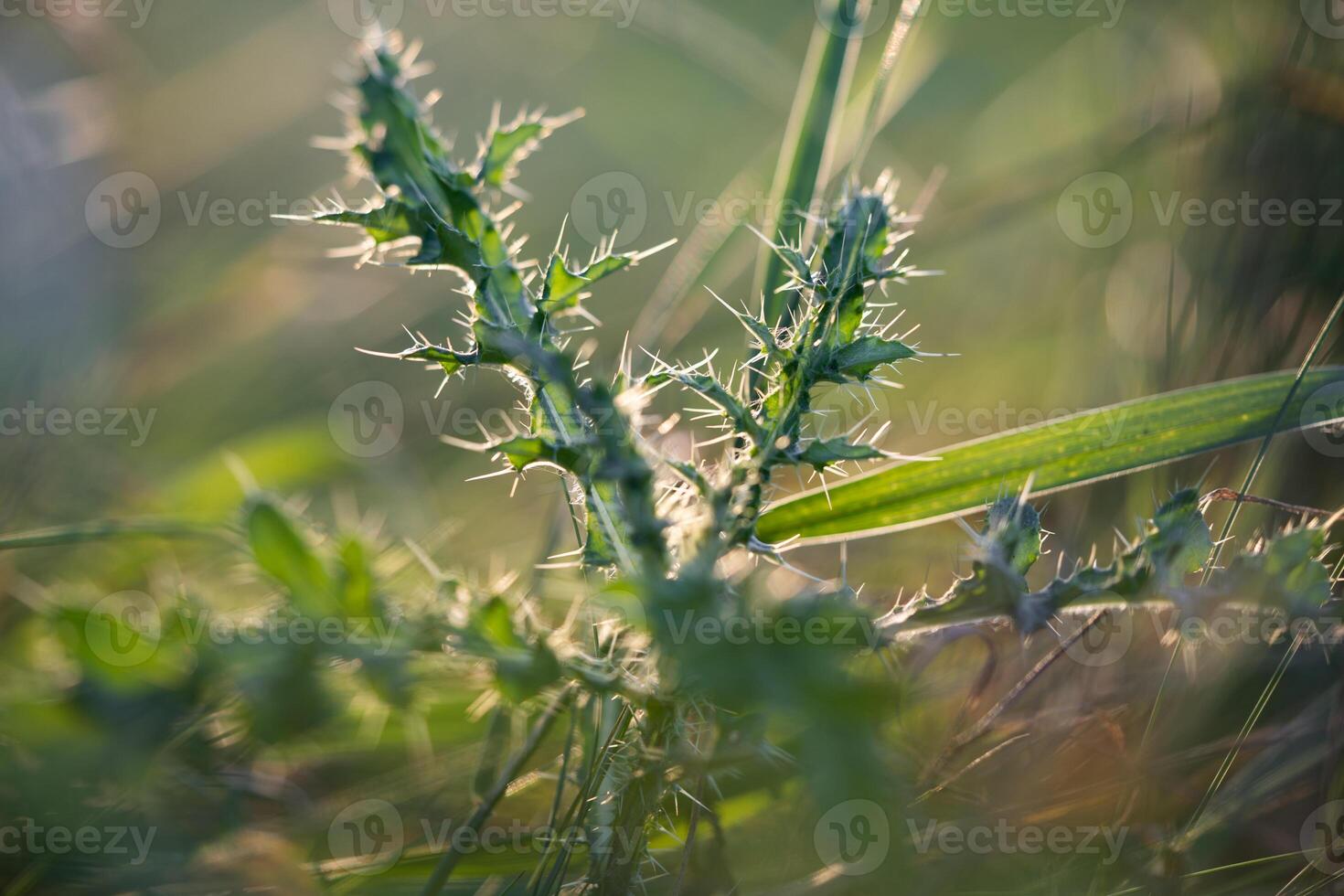 close up of a prickly thistle plant in sunlight photo