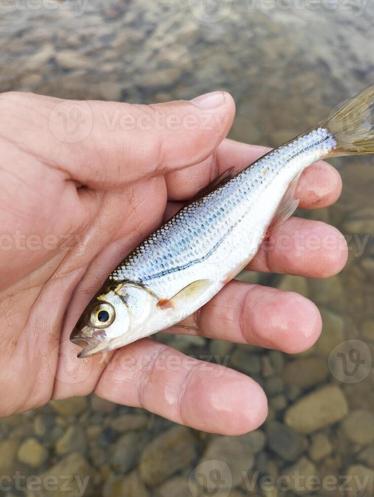 fisherman caught river fish holding in his hand photo