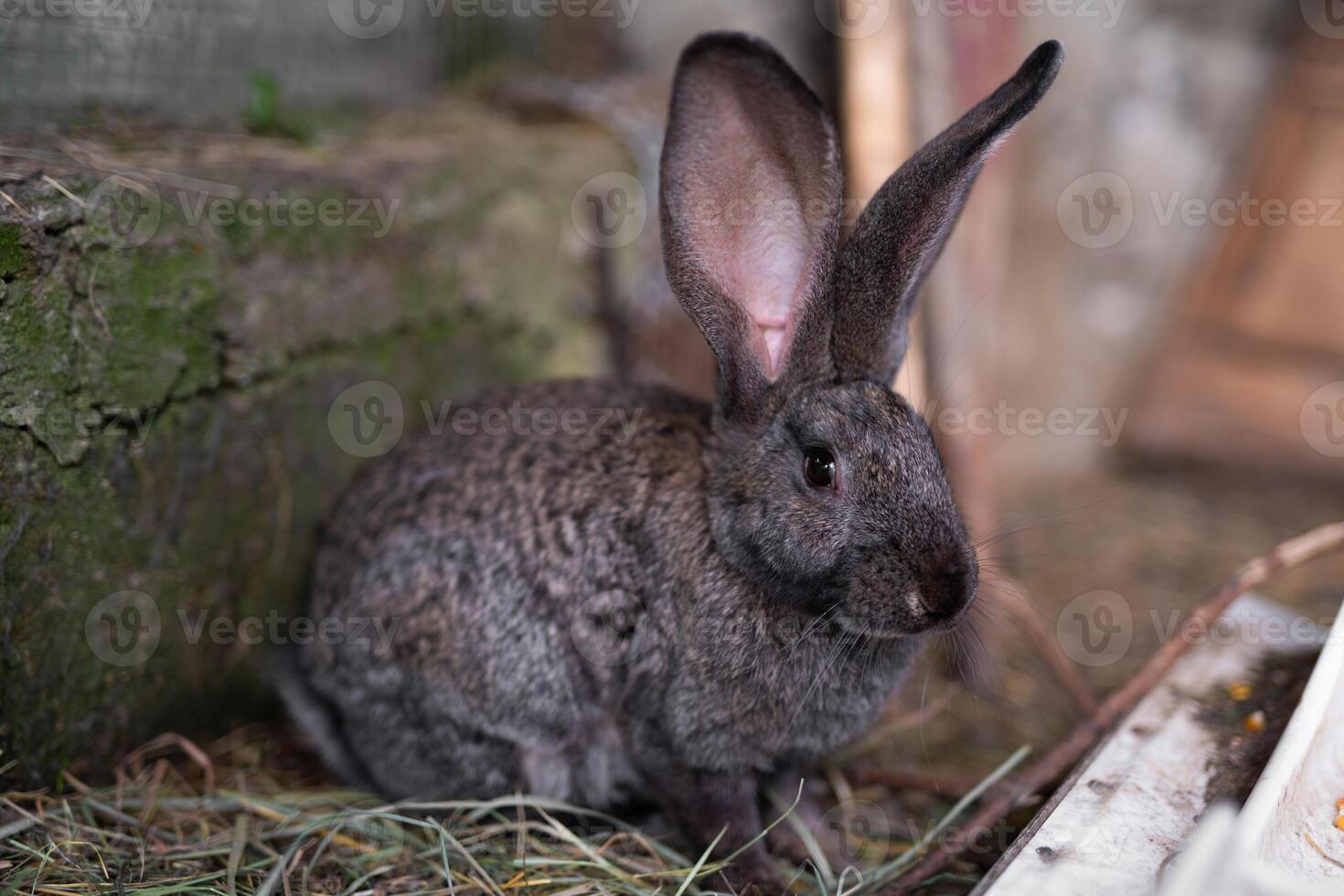 a beautiful grey domestic rabbit is grazing and walking in the enclosure outdoors photo