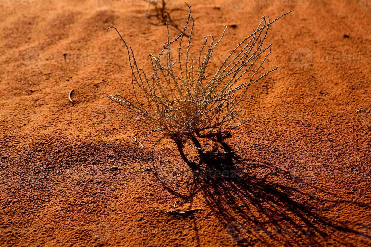 Wadi Rum Desert in Jordan. On the Sunset. Panorama of beautiful sand pattern on the dune. Desert landscape in Jordan. photo