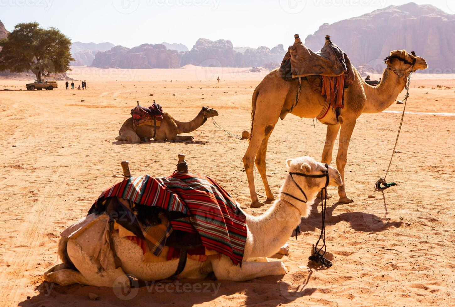 Wadi Rum Desert in Jordan. On the Sunset. Panorama of beautiful sand pattern on the dune. Desert landscape in Jordan. photo