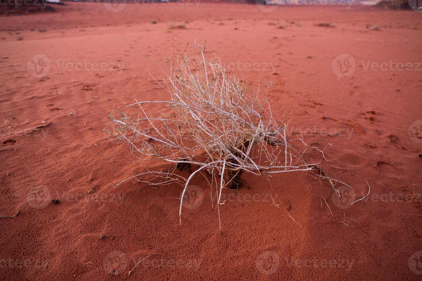 Wadi Rum Desert in Jordan. On the Sunset. Panorama of beautiful sand pattern on the dune. Desert landscape in Jordan. photo