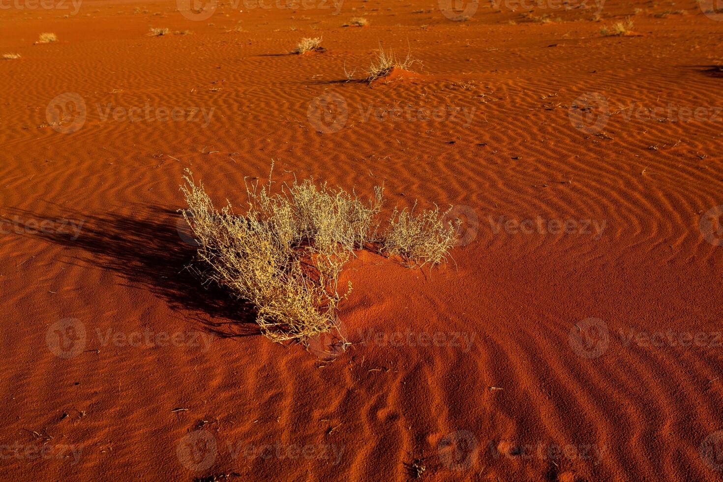 Wadi Rum Desert in Jordan. On the Sunset. Panorama of beautiful sand pattern on the dune. Desert landscape in Jordan. photo