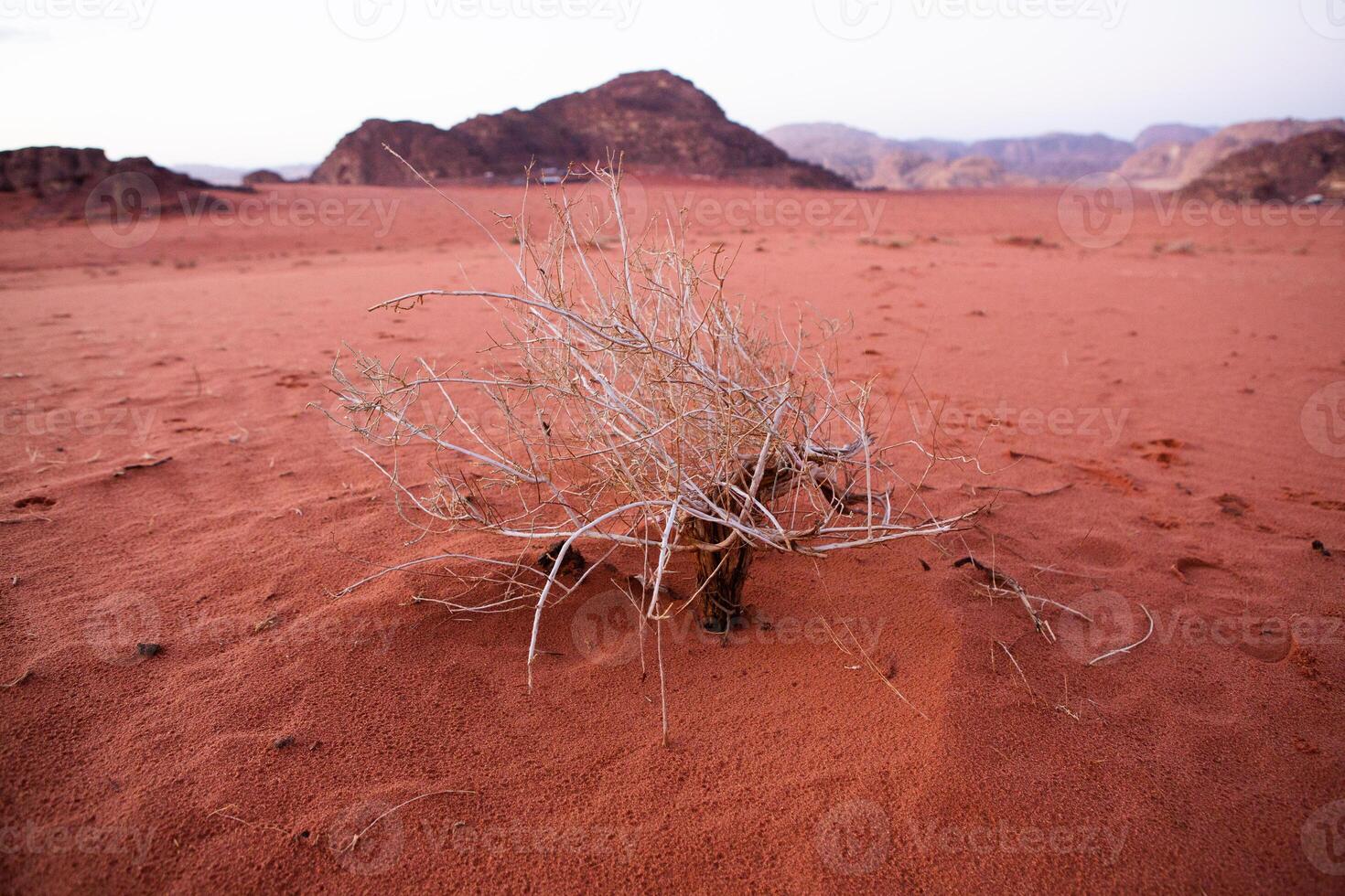 Wadi Rum Desert in Jordan. On the Sunset. Panorama of beautiful sand pattern on the dune. Desert landscape in Jordan. photo