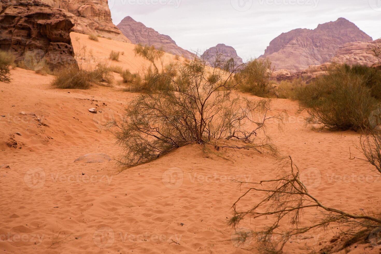 Wadi Rum Desert in Jordan. On the Sunset. Panorama of beautiful sand pattern on the dune. Desert landscape in Jordan. photo