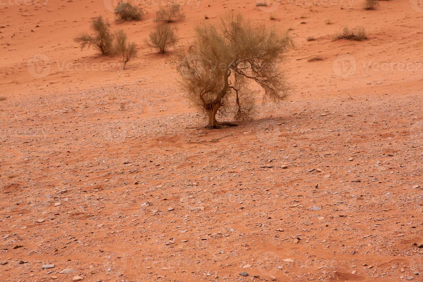 cauce Ron Desierto en Jordán. en el puesta de sol. panorama de hermosa arena modelo en el duna. Desierto paisaje en Jordán. foto