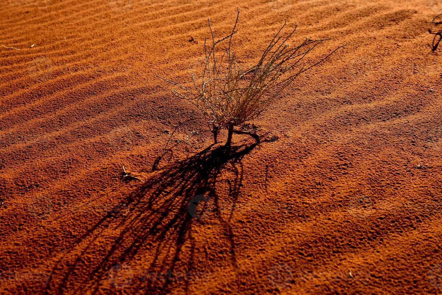Wadi Rum Desert in Jordan. On the Sunset. Panorama of beautiful sand pattern on the dune. Desert landscape in Jordan. photo