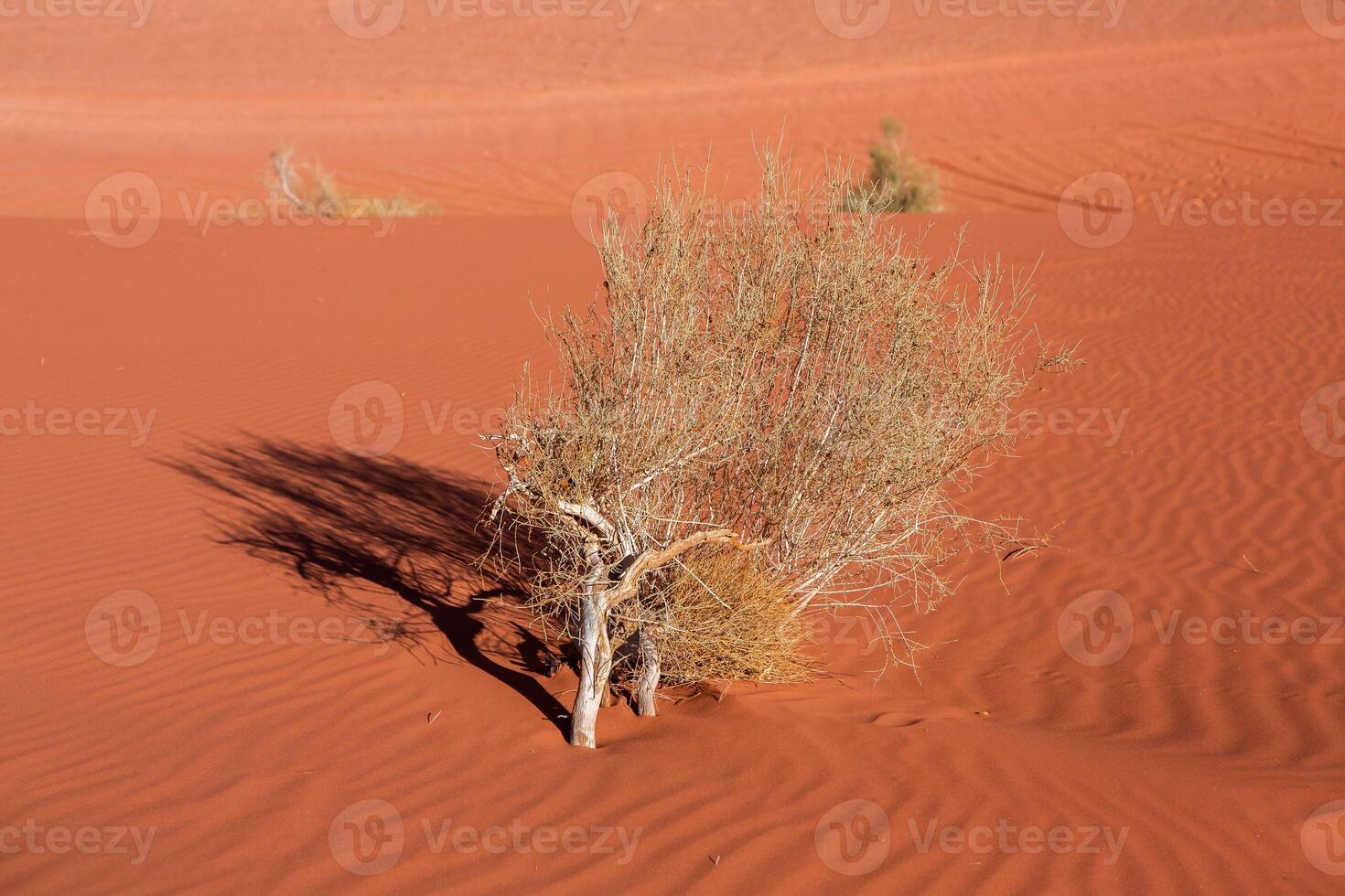 cauce Ron Desierto en Jordán. en el puesta de sol. panorama de hermosa arena modelo en el duna. Desierto paisaje en Jordán. foto