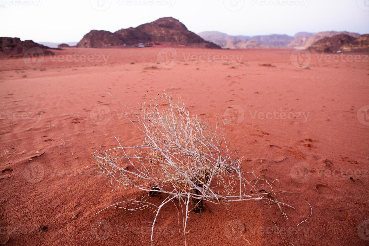 Wadi Rum Desert in Jordan. On the Sunset. Panorama of beautiful sand pattern on the dune. Desert landscape in Jordan. photo