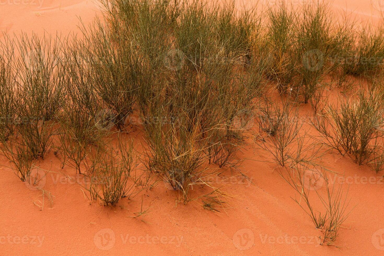 Wadi Rum Desert in Jordan. On the Sunset. Panorama of beautiful sand pattern on the dune. Desert landscape in Jordan. photo