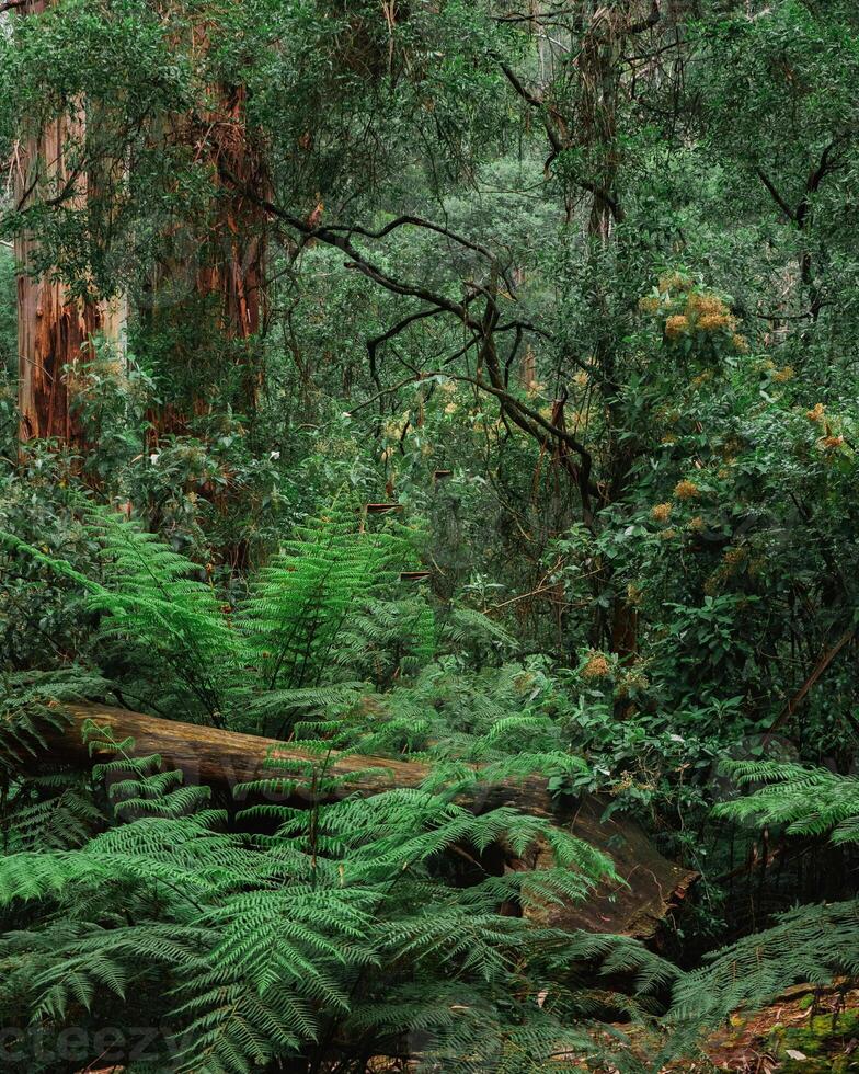 Beautiful and green forest photo