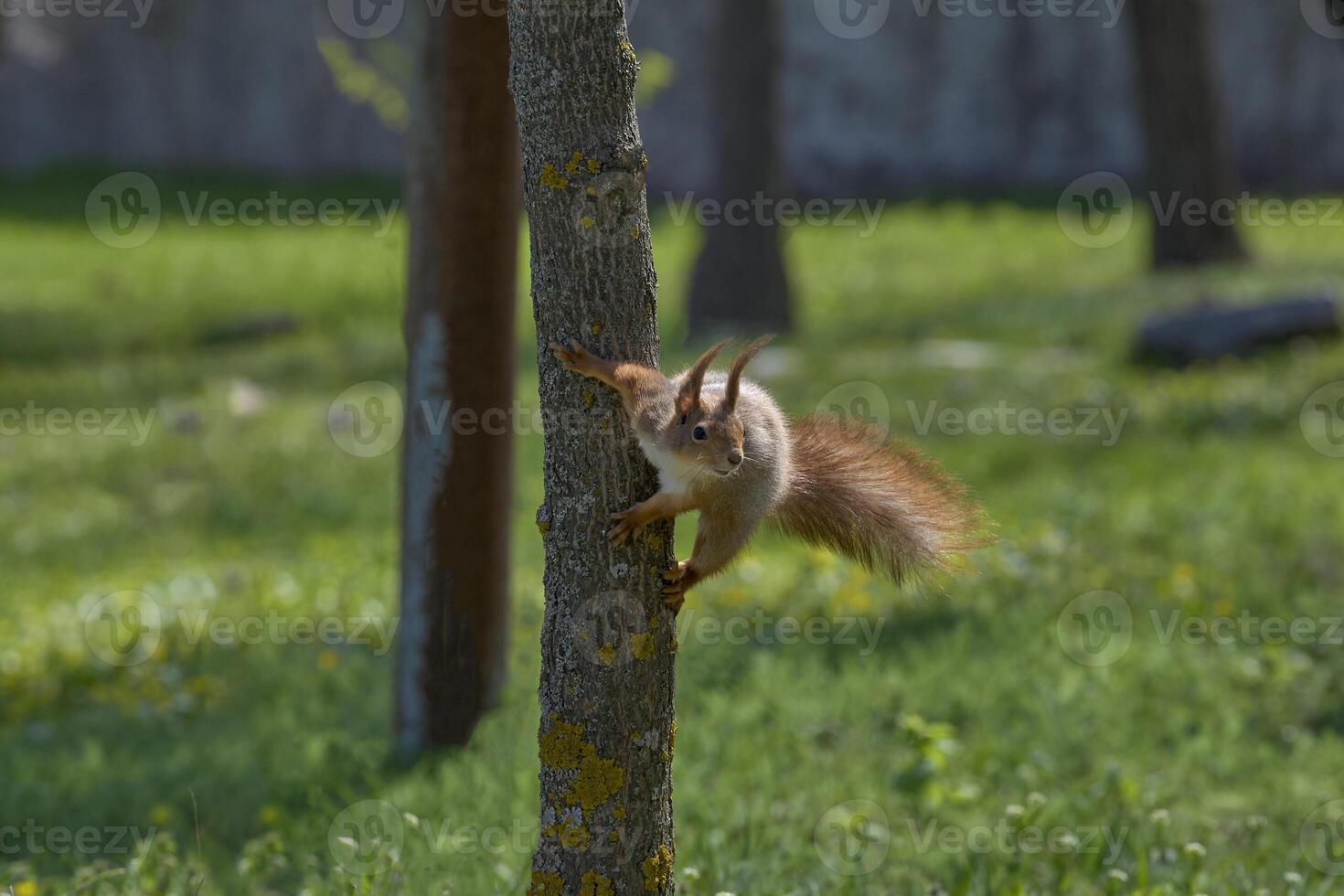 A squirrel hanged by a tree and playing on its bark. Wildlife mammal animals in the park or forest. photo