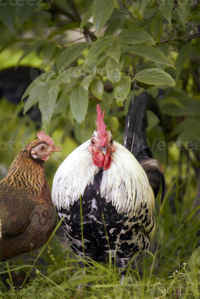 rooster with red comb and flock of chikens grazing on the green grass of village courtyard in summer sunny day photo
